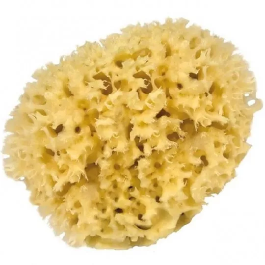 Very large sea sponge 14 to 15 cm - classic